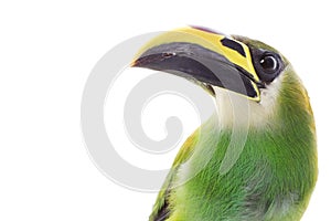 Emerald Toucanet