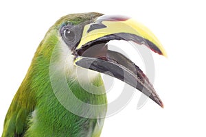 Emerald Toucanet