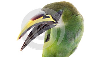 Emerald Toucanet