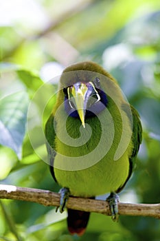 Emerald Toucanet  810801