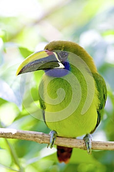 Emerald Toucanet  810803