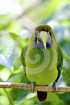 Emerald Toucanet  839823