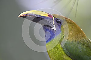 Emerald Toucanet - Aulacorhynchus prasinus