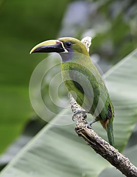 Emerald Toucanet (Aulacorhynchus prasinus)