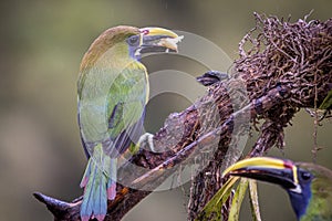 Emerald toucanet, Aulacorhynchus prasinus. Birds of Costa Rica. San Gerardo de Dota.