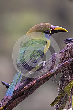 Emerald toucanet, Aulacorhynchus prasinus. Birds of Costa Rica. San Gerardo de Dota.