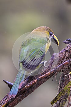 Emerald toucanet, Aulacorhynchus prasinus. Birds of Costa Rica. San Gerardo de Dota.