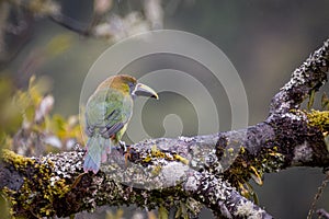 Emerald toucanet, Aulacorhynchus prasinus. Birds of Costa Rica. San Gerardo de Dota.