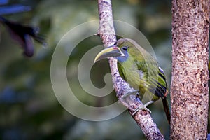 Emerald toucanet, Aulacorhynchus prasinus. Birds of Costa Rica. San Gerardo de Dota.