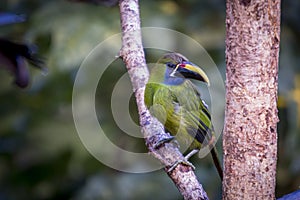 Emerald toucanet, Aulacorhynchus prasinus. Birds of Costa Rica. San Gerardo de Dota.