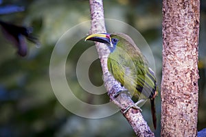 Emerald toucanet, Aulacorhynchus prasinus. Birds of Costa Rica. San Gerardo de Dota.
