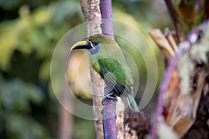 Emerald toucanet, Aulacorhynchus prasinus. Birds of Costa Rica. San Gerardo de Dota. photo
