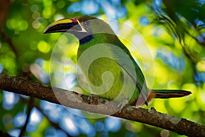 Emerald Toucanet - Aulacorhynchus prasinus near-passerine bird in the Ramphastidae family occurring in mountainous regions of