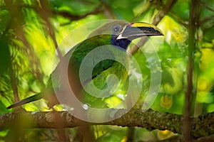 Emerald Toucanet - Aulacorhynchus prasinus near-passerine bird in the Ramphastidae family occurring in mountainous regions of