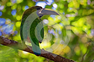 Emerald Toucanet - Aulacorhynchus prasinus near-passerine bird in the Ramphastidae family occurring in mountainous regions of