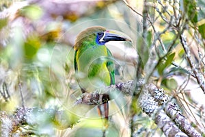 Emerald toucanet Aulacorhynchus prasinus, San Gerardo, Costa Rica