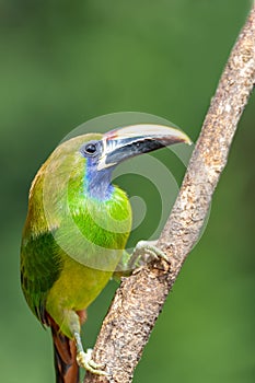 Emerald toucanet, Aulacorhynchus prasinus, San Gerardo, Costa Rica