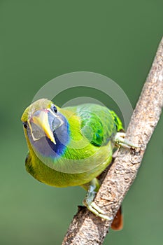 Emerald toucanet Aulacorhynchus prasinus, San Gerardo, Costa Rica