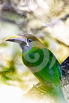 Emerald toucanet - Aulacorhynchus prasinus, San Gerardo, Costa Rica