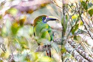 Emerald toucanet - Aulacorhynchus prasinus, San Gerardo, Costa Rica