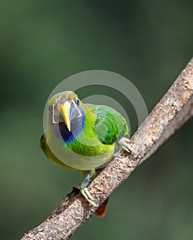 Emerald toucanet (Aulacorhynchus prasinus), San Gerardo, Costa Rica