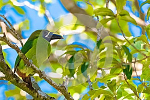 Emerald toucanet, bird