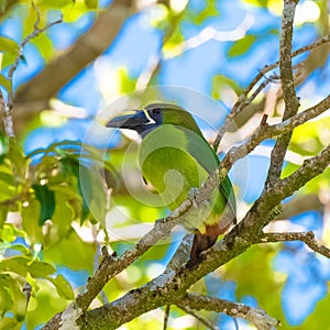 Emerald toucanet, bird