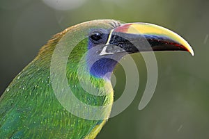 Emerald toucanet - Costa Rica