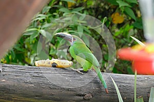 Emerald Toucanet Eats Banana