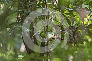 Emerald Toucanet in the Forest