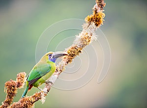 An emerald toucanet perched on a branch