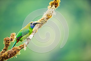 An emerald toucanet perched on a branch