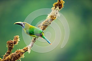 An emerald toucanet perched on a branch