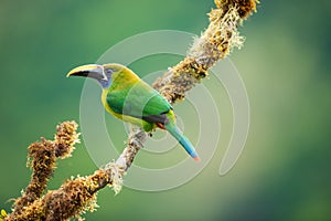 An emerald toucanet perched on a branch