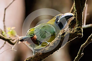 Emerald toucanet perched on a branch in Curi Cancha wildlife refuge, Costa Rica