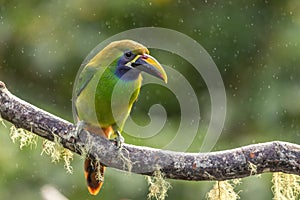 Emerald toucanet perched on a branch in the rain, San Gerardo de Dota, Costa Rica