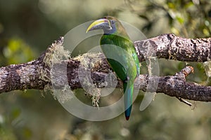 Emerald toucanet perched in a tree, San Gerardo de Dota, Costa Rica