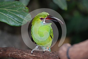 Emerald Toucanet Sitting on a Tree Branch in the Tropics