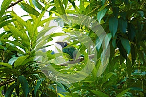 An emerald Toucanet spotted in a tree