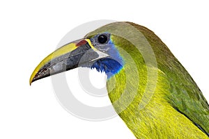 Emerald toucanet on white background