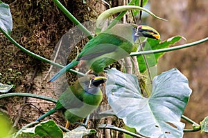 Emerald toucanets perched on a branch in Santa Elena cloud forest, Costa Rica