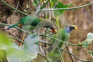 Emerald toucanets perched on a branch in Santa Elena cloud forest, Costa Rica