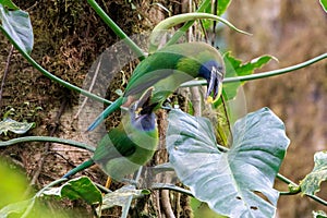 Emerald toucanets perched on a branch in Santa Elena cloud forest, Costa Rica