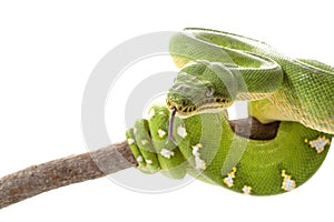 Emerald tree boa