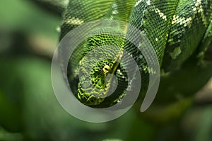 Emerald tree boa