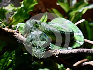 Emerald Tree Boa Blending in With Environment