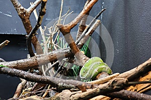 Emerald Tree Boa on a Tree Branch