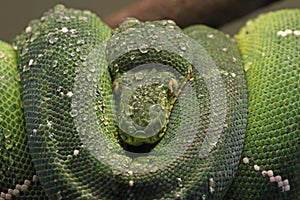 Emerald Tree Boa Close-Up