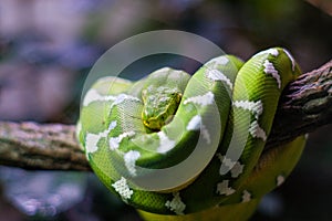 Emerald Tree Boa on Branch