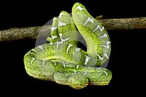 Emerald tree boa (Corallus caninus)